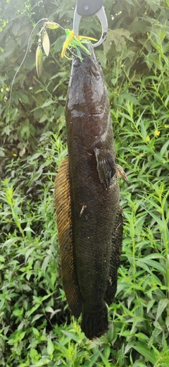 カムルチーの釣果