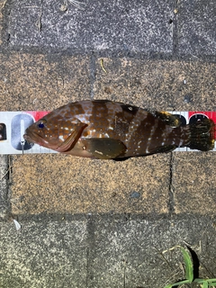 アコウの釣果