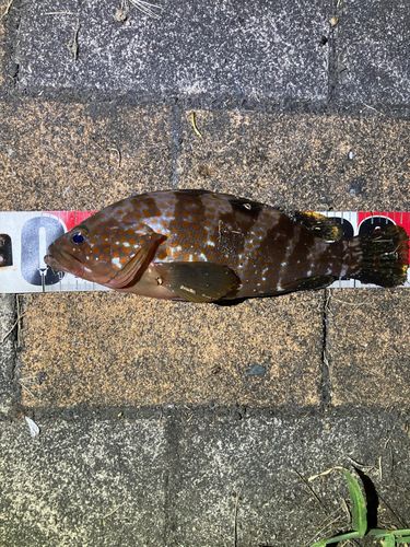 アコウの釣果