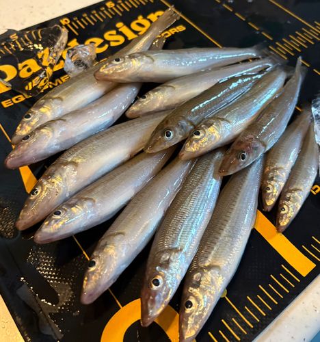 シロギスの釣果