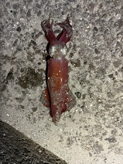 ケンサキイカの釣果