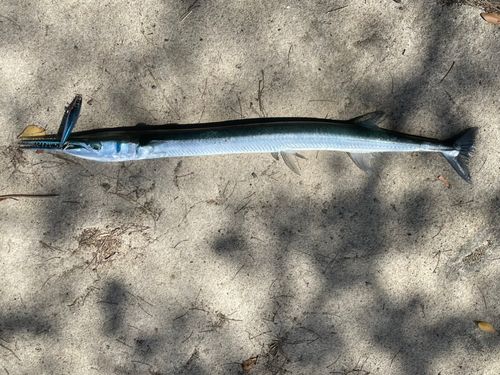 オキザヨリの釣果