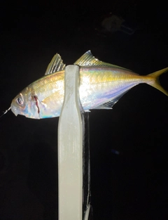 マアジの釣果
