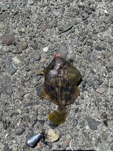 カワハギの釣果