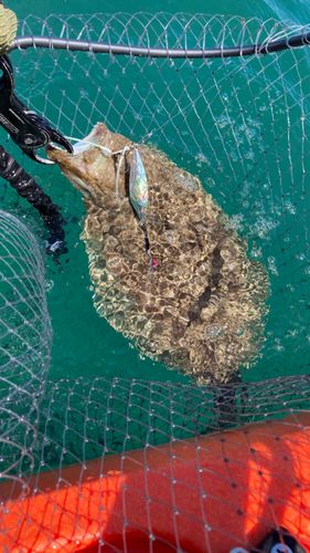ヒラメの釣果