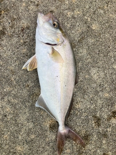 ヤマトカマスの釣果