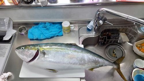 ブリの釣果