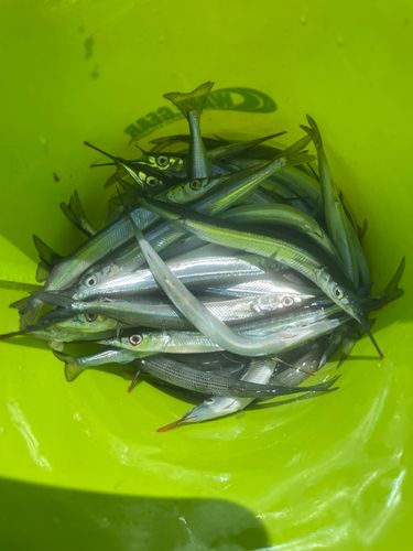 サヨリの釣果