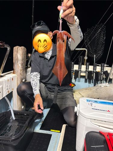 ケンサキイカの釣果