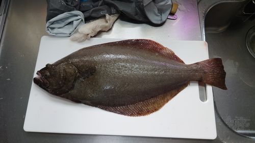 ヒラメの釣果