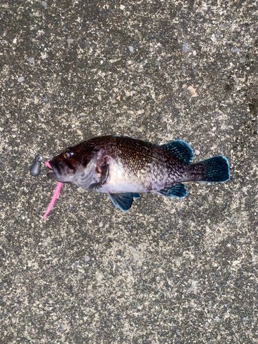 マゾイの釣果
