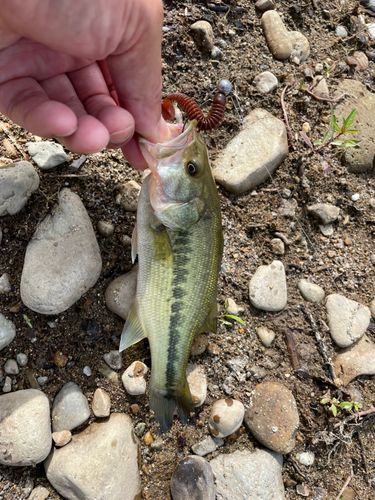 ラージマウスバスの釣果