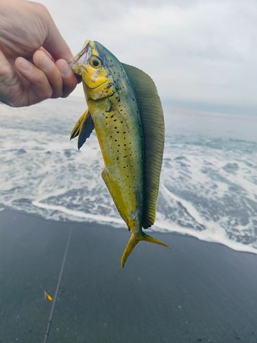 シイラの釣果