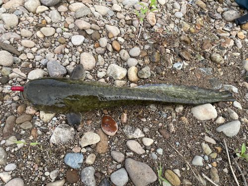 ナマズの釣果