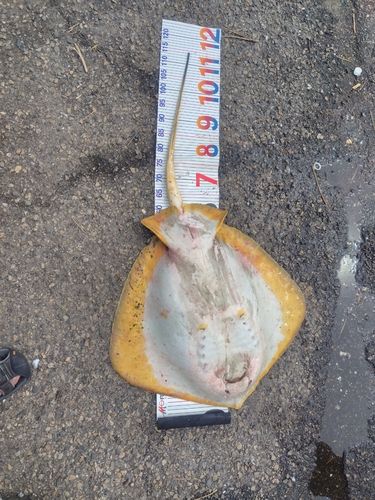 エイの釣果