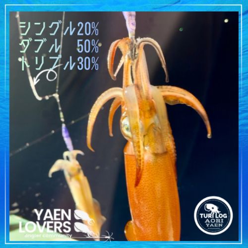 ケンサキイカの釣果