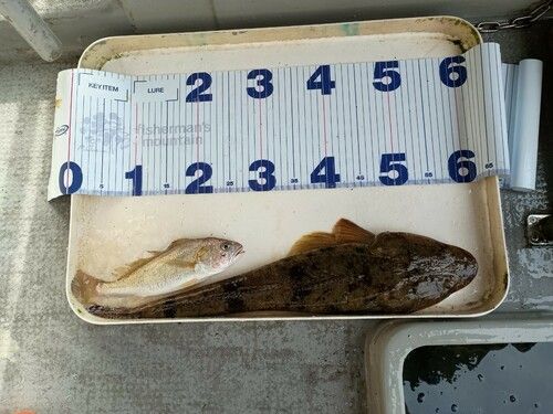 ベッコウゾイの釣果