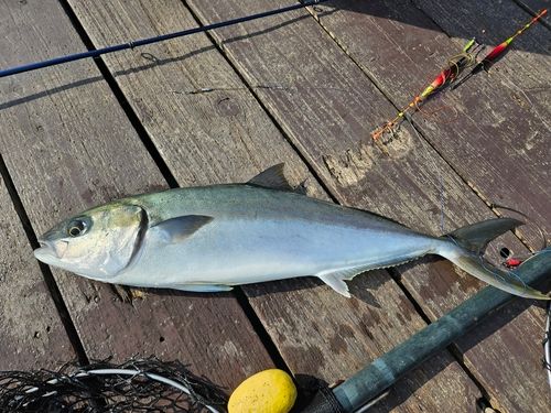 ヒラマサの釣果