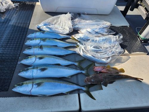 ハマチの釣果