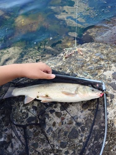 ウグイの釣果