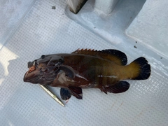 アオノメハタの釣果