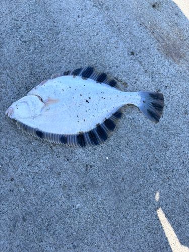 カレイの釣果