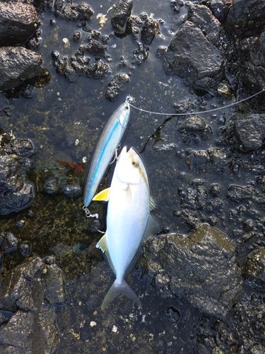 カンパチの釣果