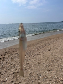 キスの釣果