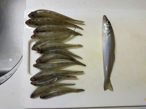 シロギスの釣果