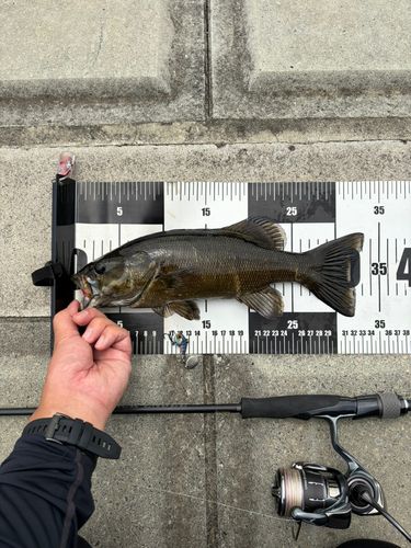 スモールマウスバスの釣果