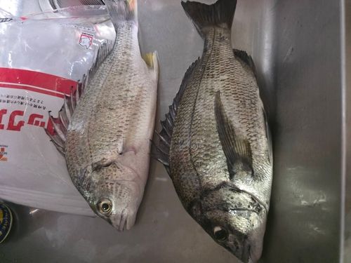 クロダイの釣果