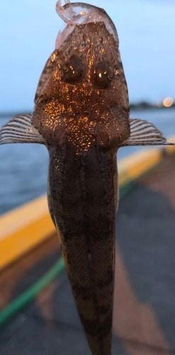 コチの釣果