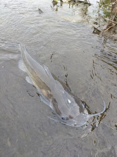 アメリカナマズの釣果