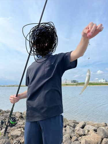 シロギスの釣果