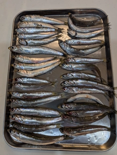 カタクチイワシの釣果