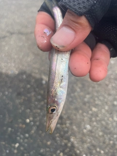 カマスの釣果
