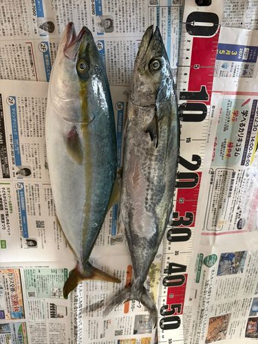 サワラの釣果