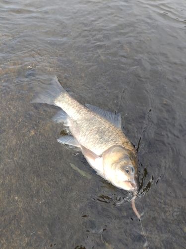 フナの釣果