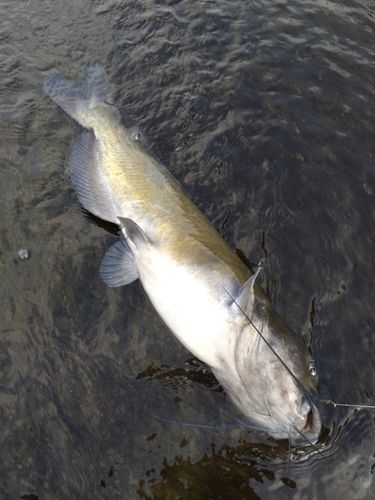 アメリカナマズの釣果