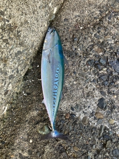マルソウダの釣果