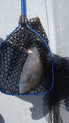 シブダイの釣果