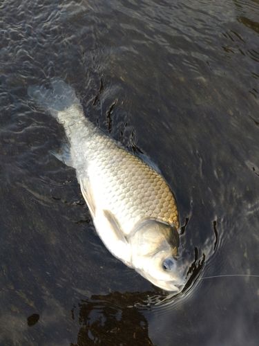 フナの釣果