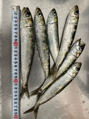 マイワシの釣果