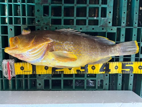 アオハタの釣果
