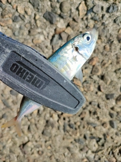 アオアジの釣果