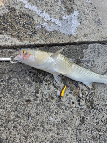 ボラの釣果