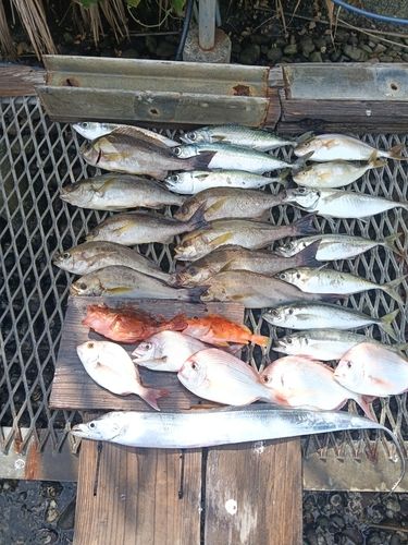 イサキの釣果