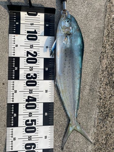 シイラの釣果