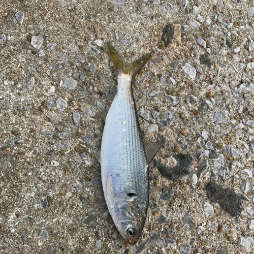 コノシロの釣果