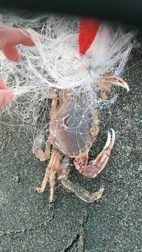 ヒラツメガニの釣果